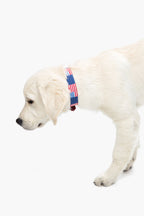 American Flag Needlepoint Dog Collar